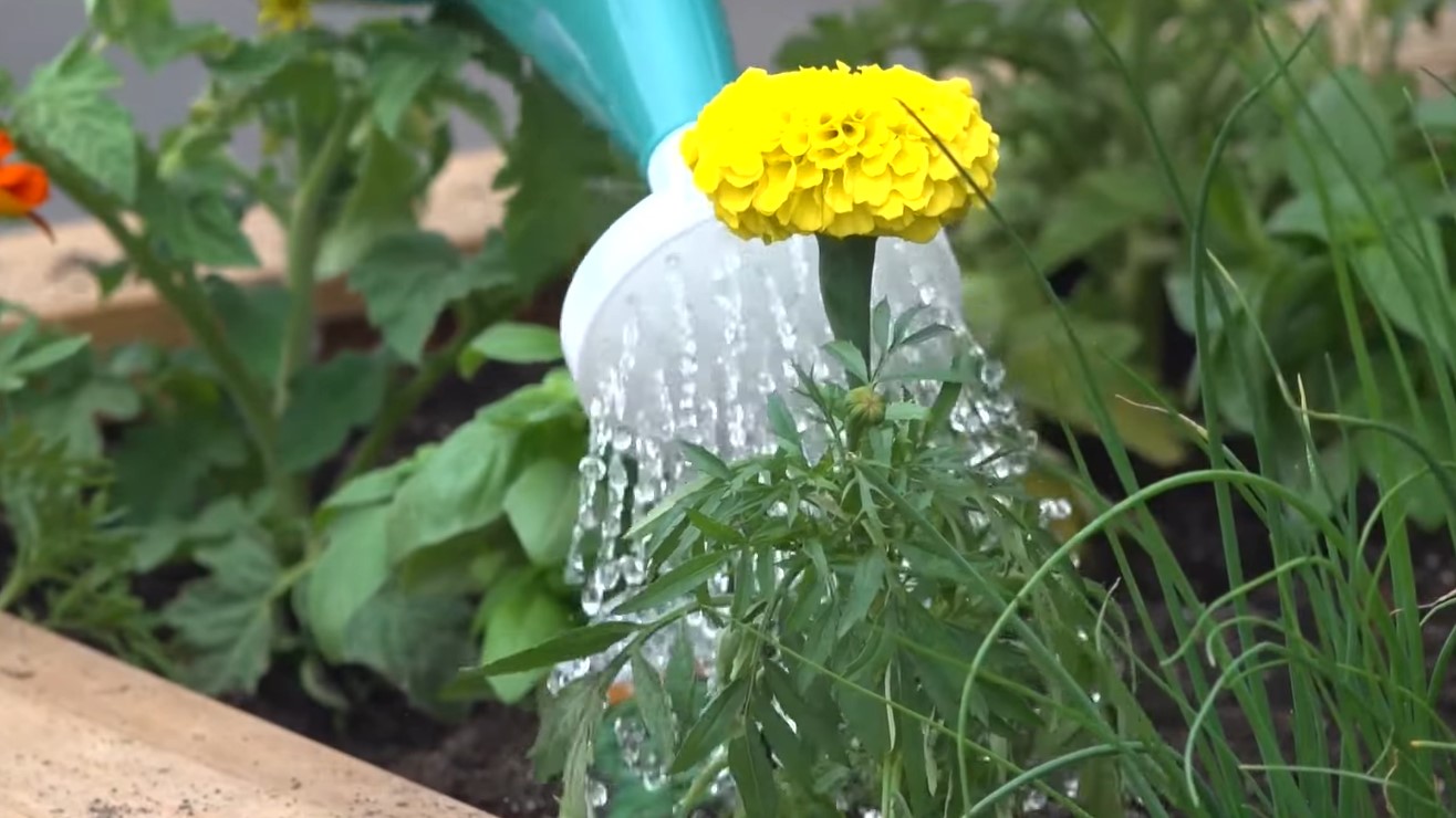 Apartment Gardening Hacks