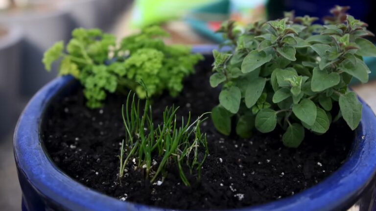 Herb Gardening Containers