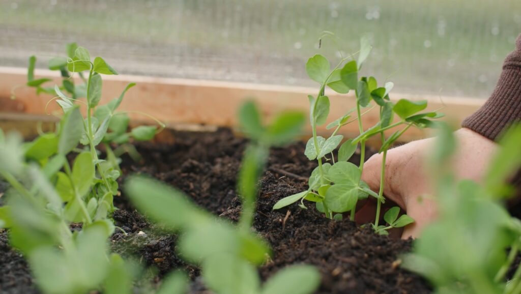 Pest Control Plants for Vegetable Gardens