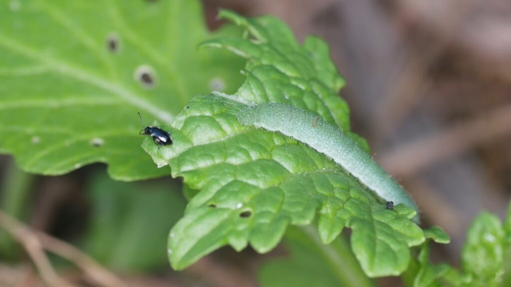 Pest Control Plants for Vegetable Gardens