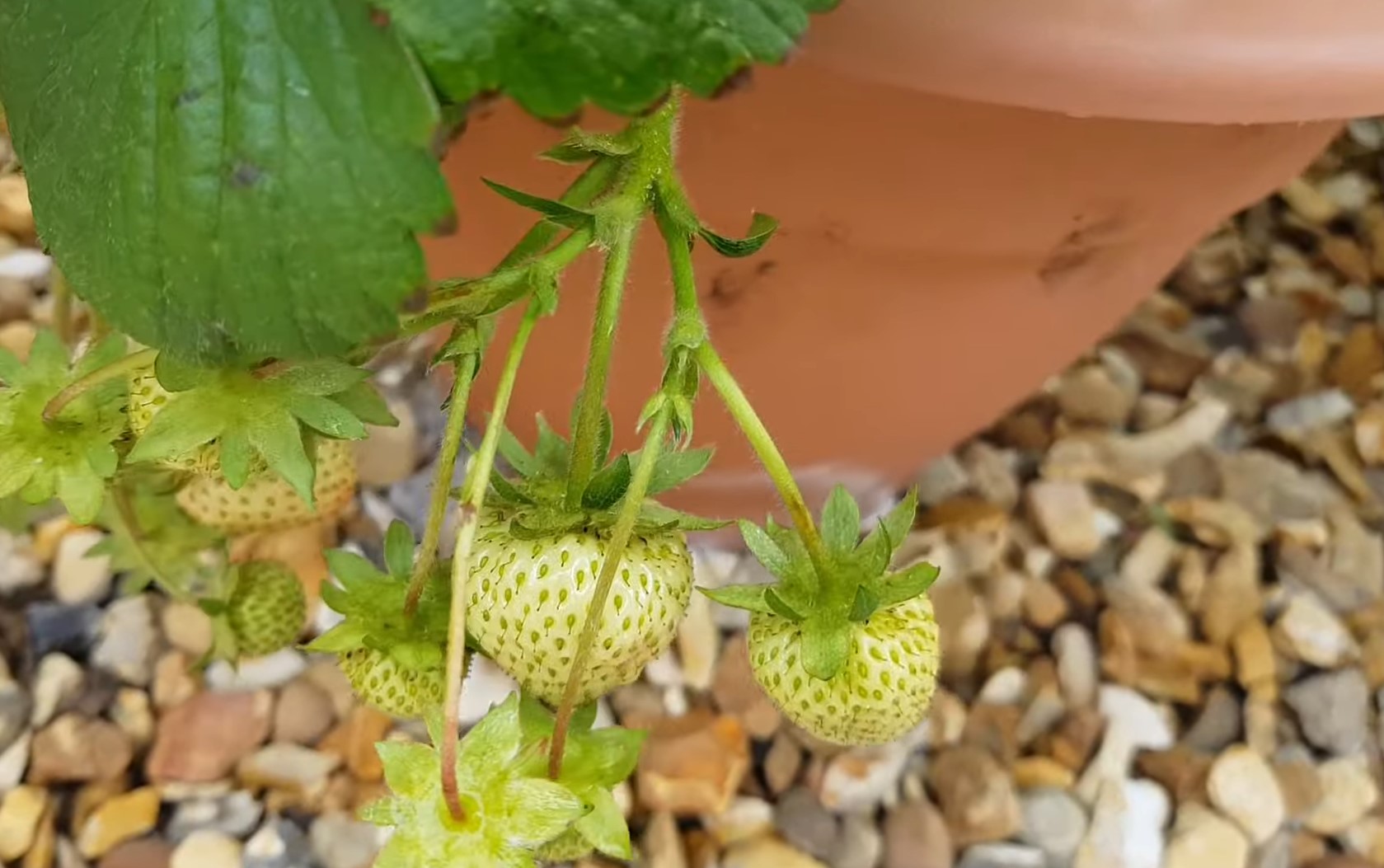 Pictures of Vegetable Gardens in Backyards