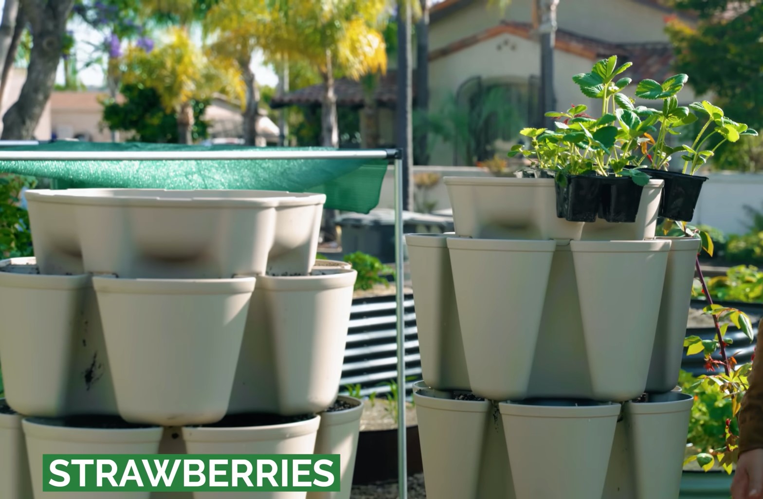 Vertical Gardening for Vegetables