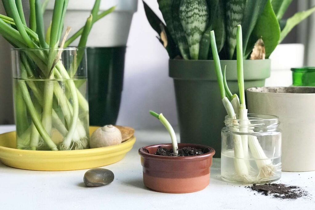 Apartment Gardening