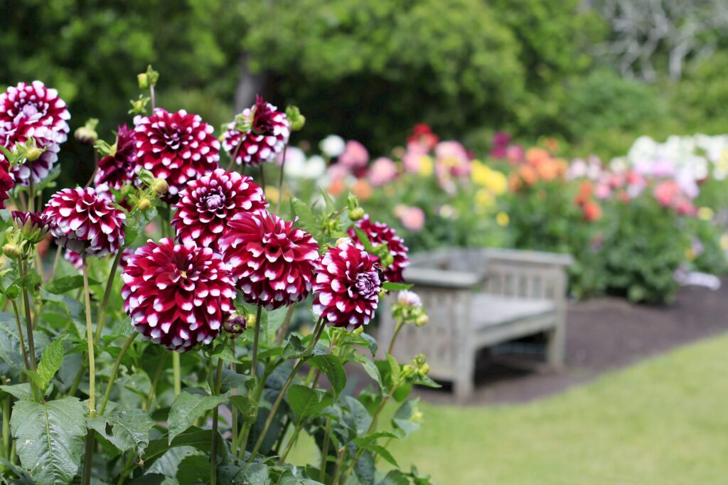 Dahlia Gardens